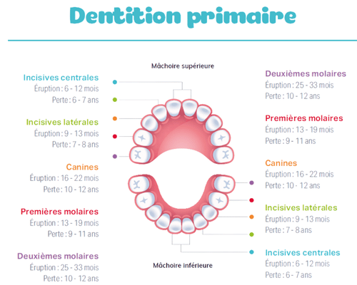 Dentition primaire