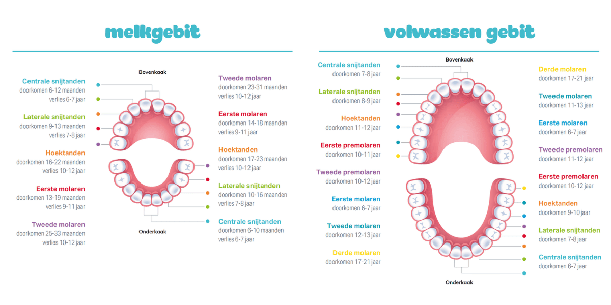 Melk- en volwassen gebit